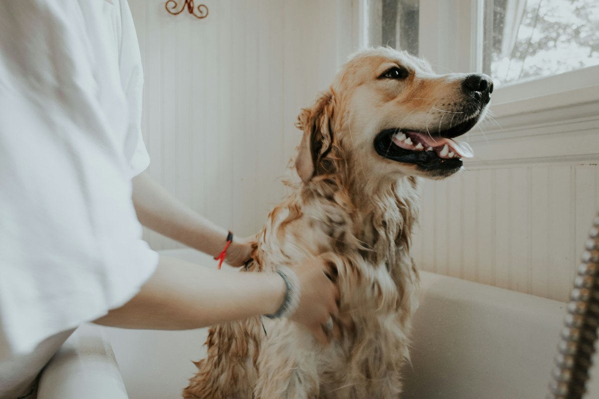 A golden retriever being brushed at home