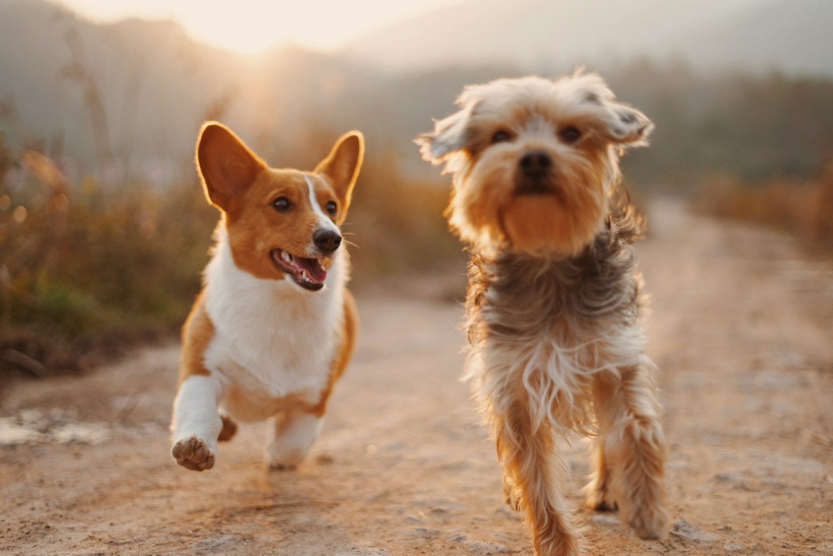 Two small dogs running happily down a dirt path