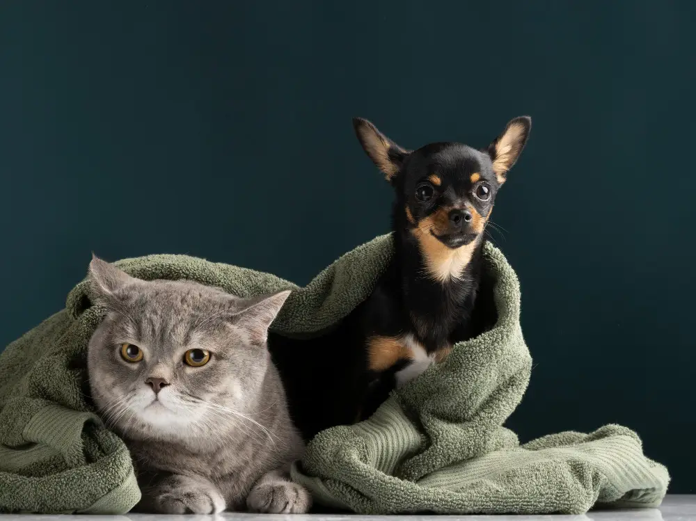 A cat and a small dog wrapped together in a green blanket
